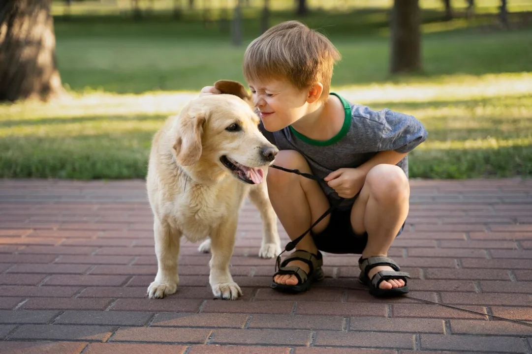labrador