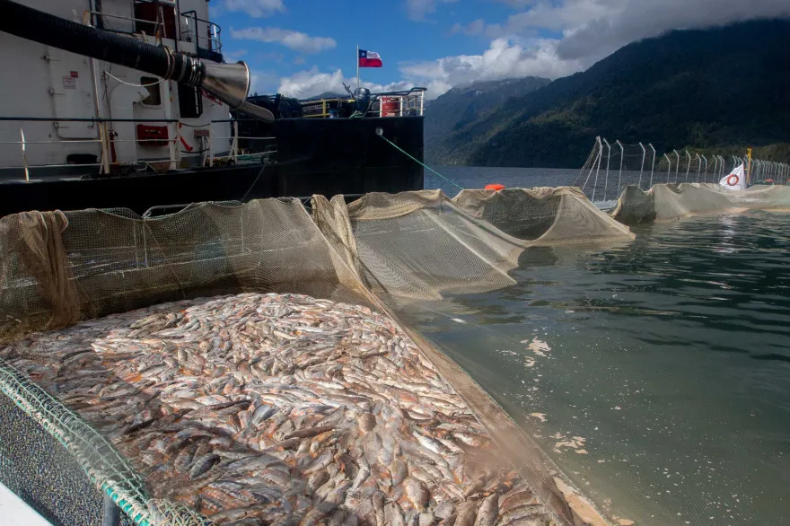 Salmonera chile 
