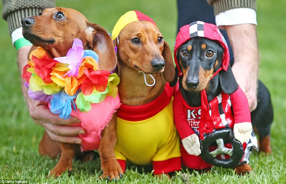 perros salchichas