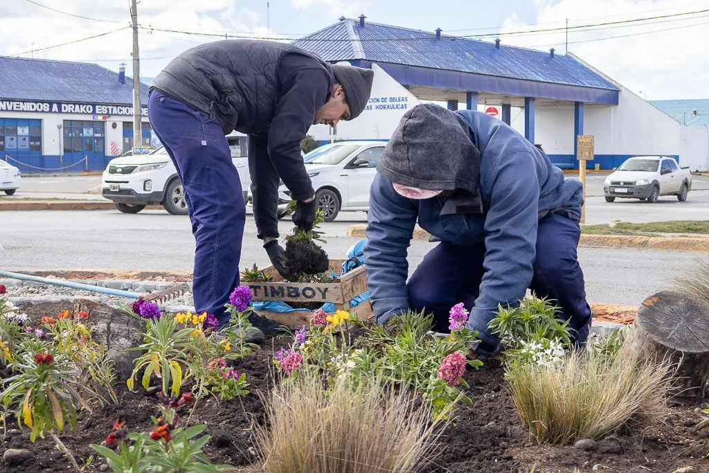 Colocación de Plantines