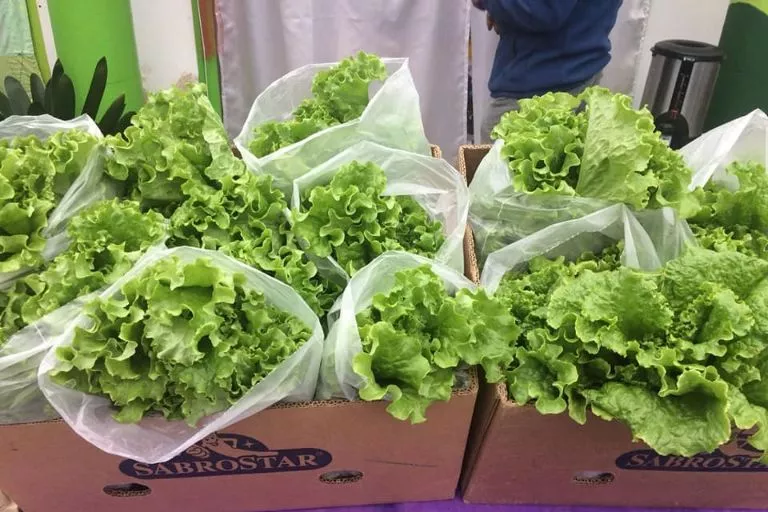 productores de lechuga 72