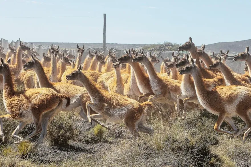 guanacos