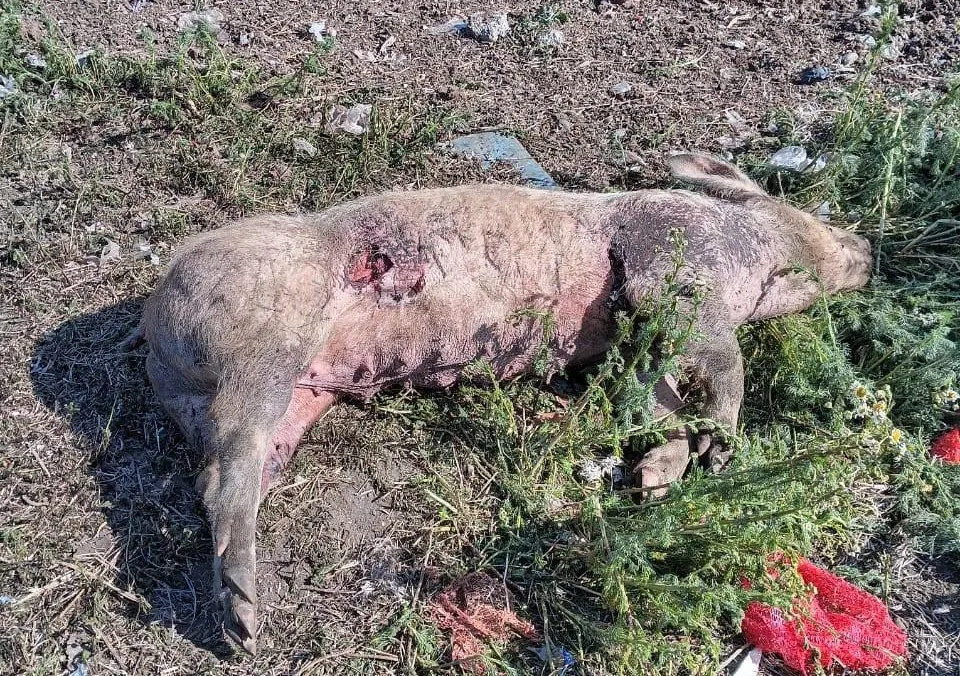 Perros asilvestrados. Chacra La Carmela