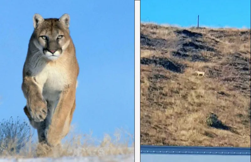 puma