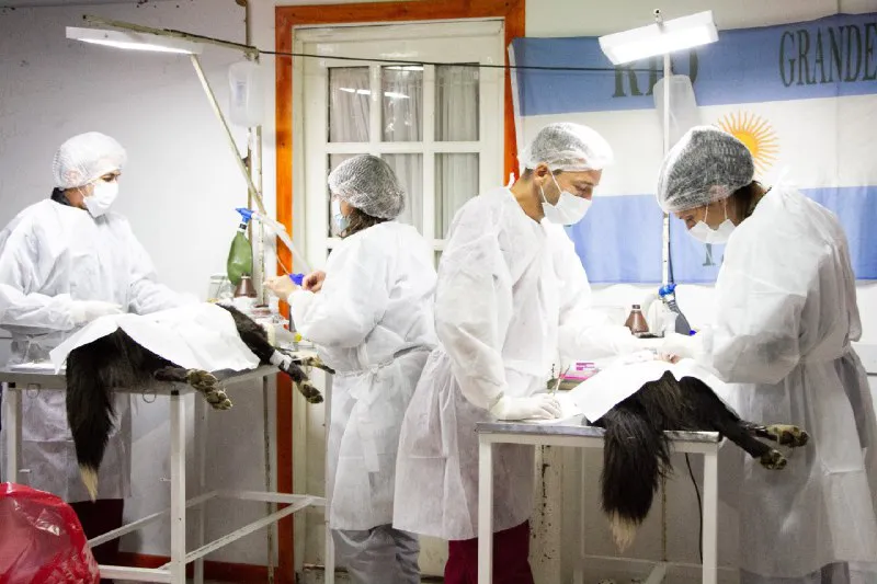 jORNADA DE CASTRACIÓN RG