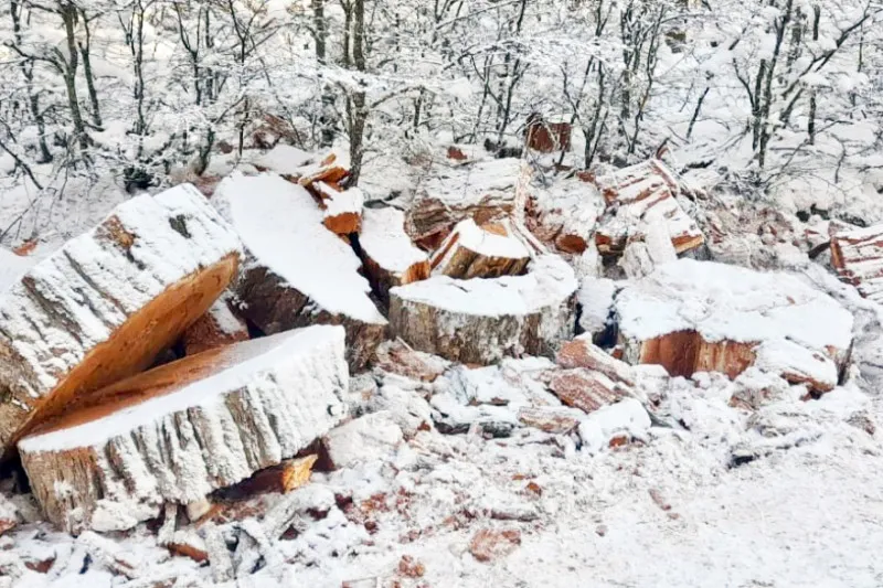 detectan-cortes-ilegales-de-arboles-en-rio-valdez_sjYG