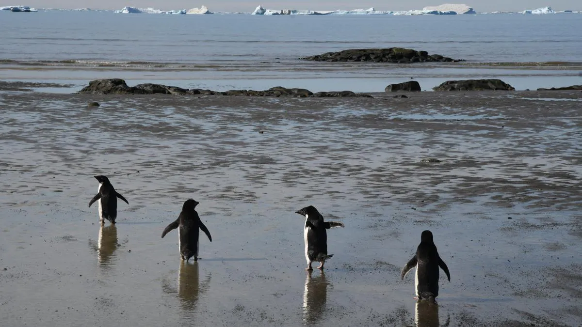Gripe Aviar Antártida