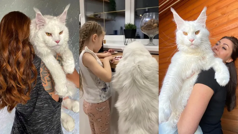 Gato mas grande del mundo