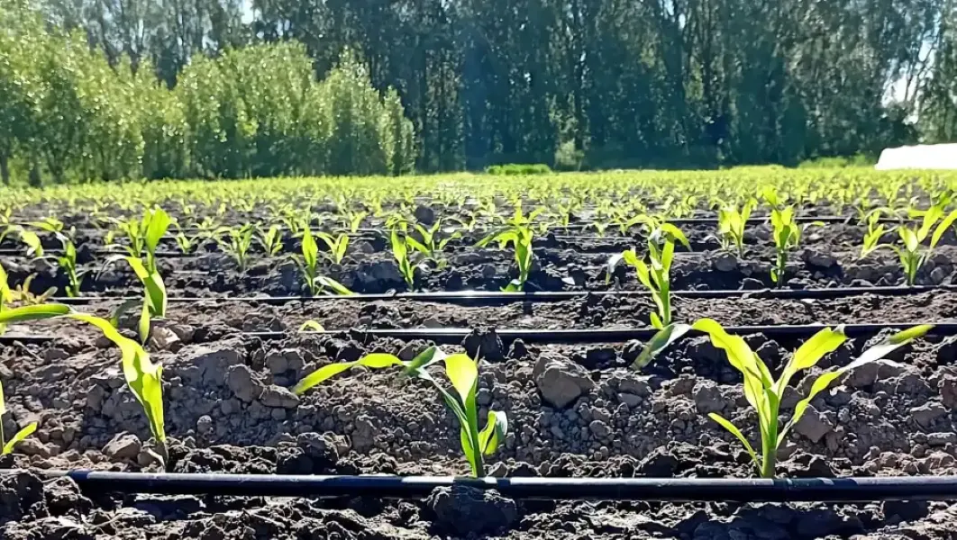 MAÍZ- INTA- SANTA CRUZ