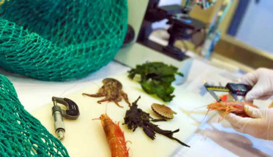 Ingeniería Pesquera