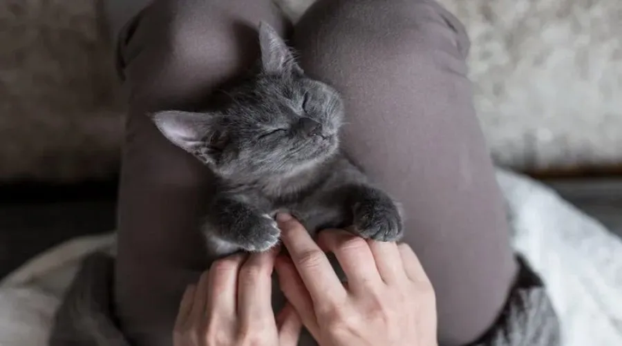 gato
