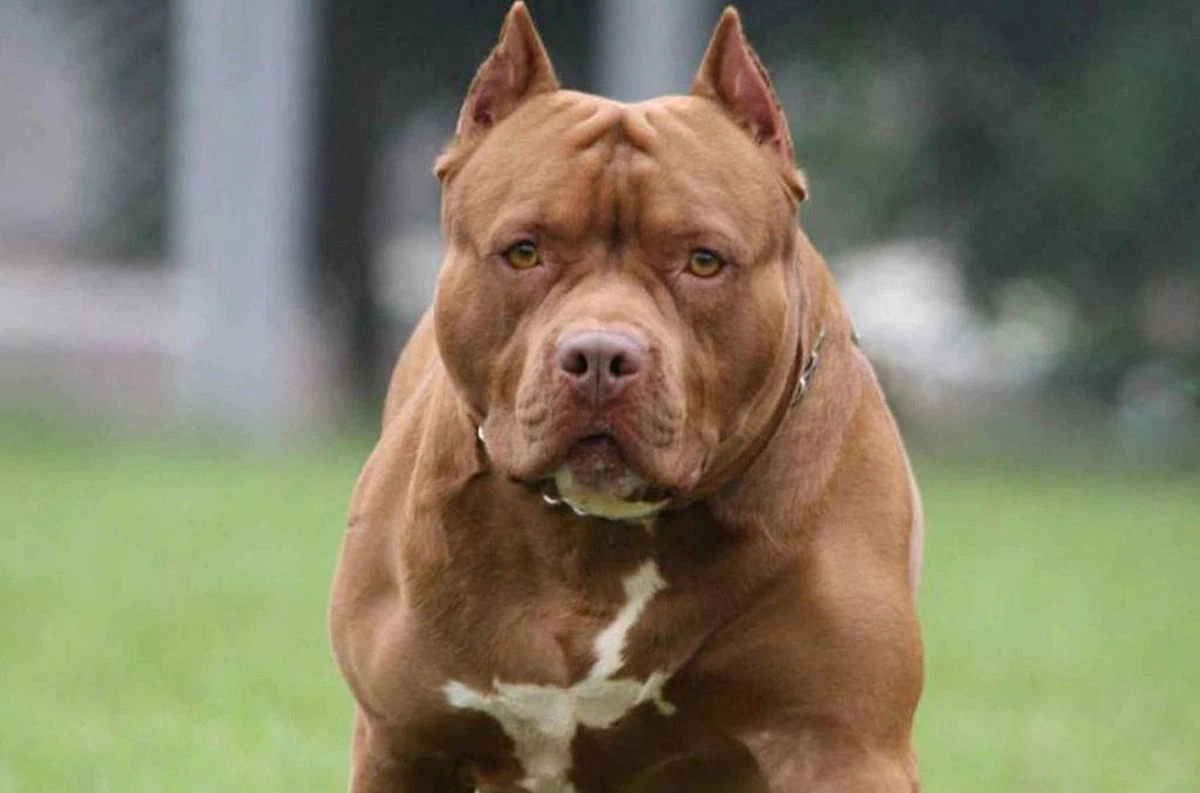 Pitbull