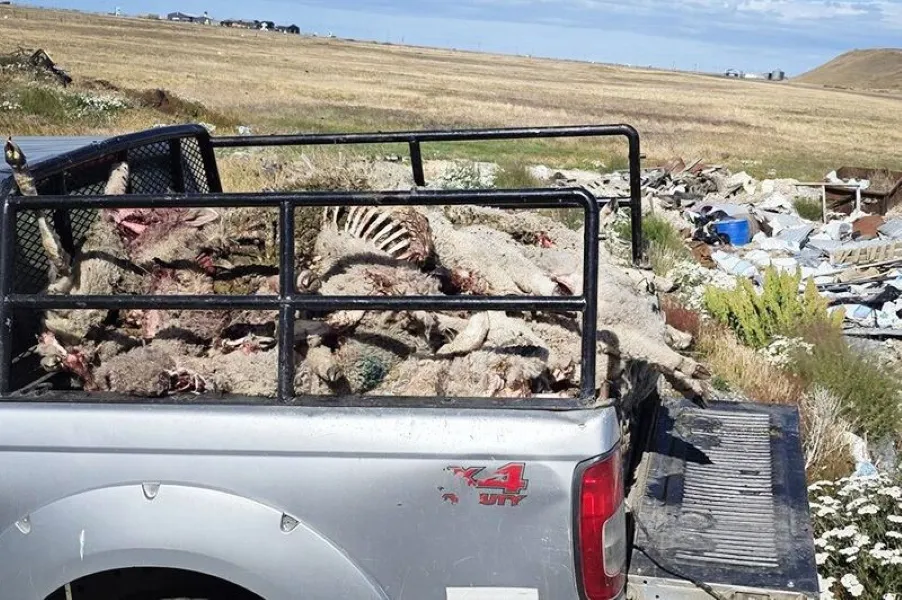 Ataque perros asilvestrados