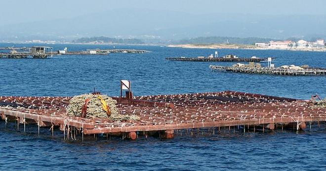 Cultivo de mejillones