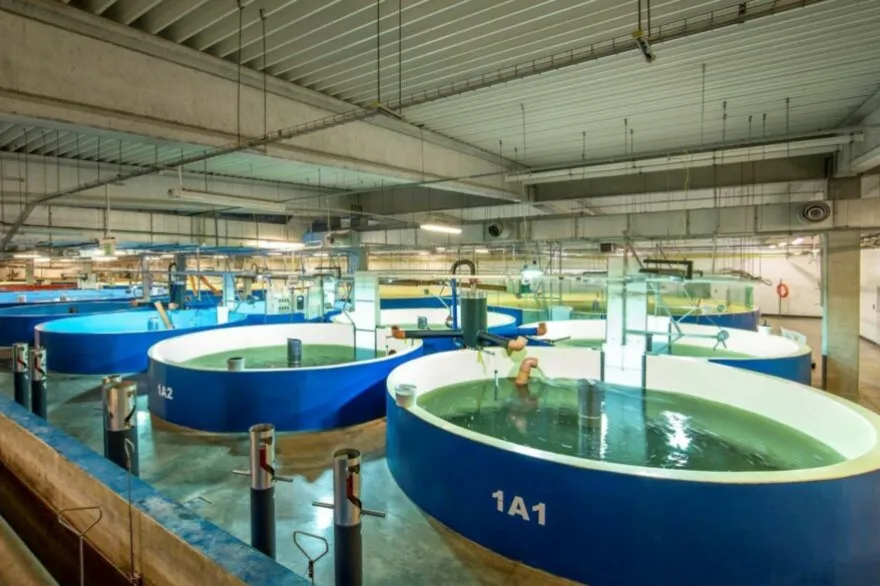 salmoneras