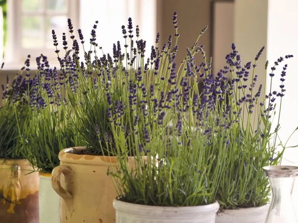 lavanda