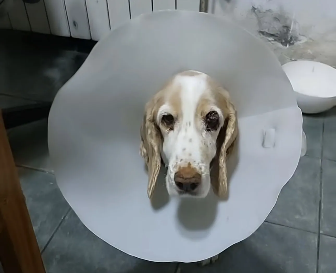 Empanadas solidarias x Toby 