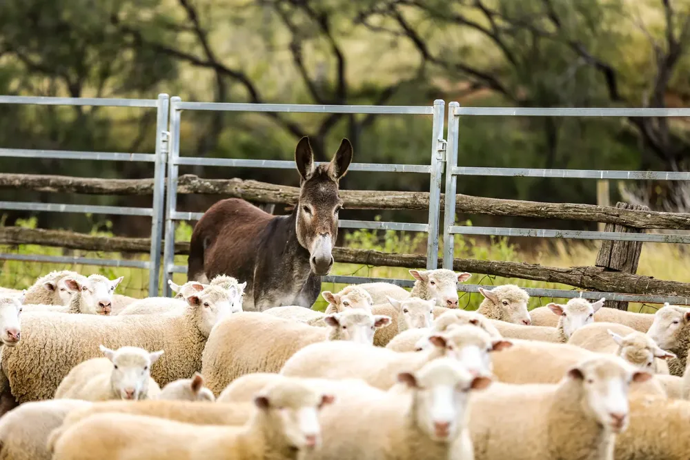 Estancia Viamonte lanzó una prueba piloto con burros protectores de ganado