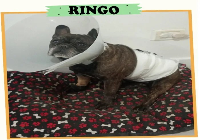 ringo
