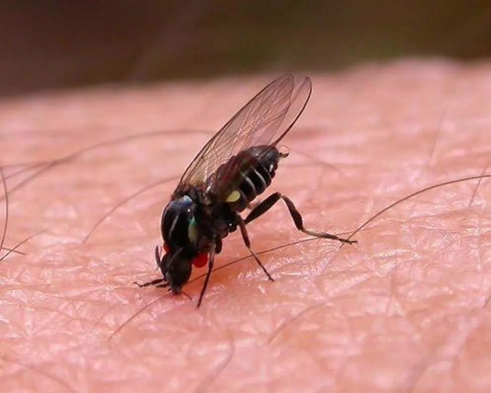 Mosca barigüí