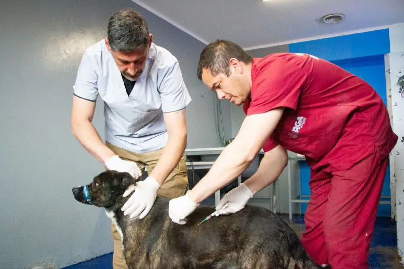 zoonosis Río Grande, perritos de la Termas
