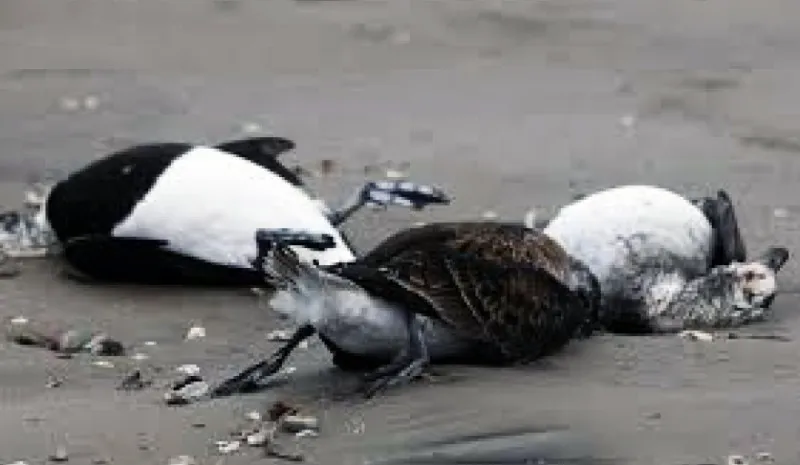 aves marinas muertas