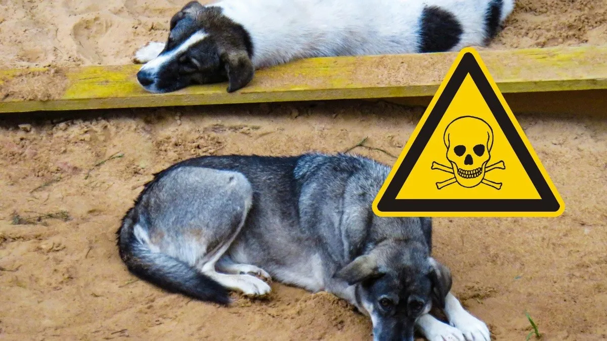 Envenenamiento de perros