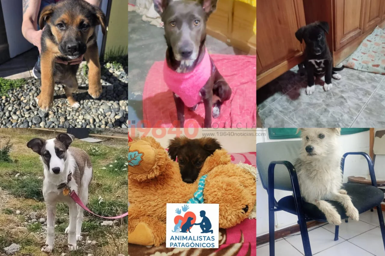 Animalistas Patagónicos- Jornada de adopción