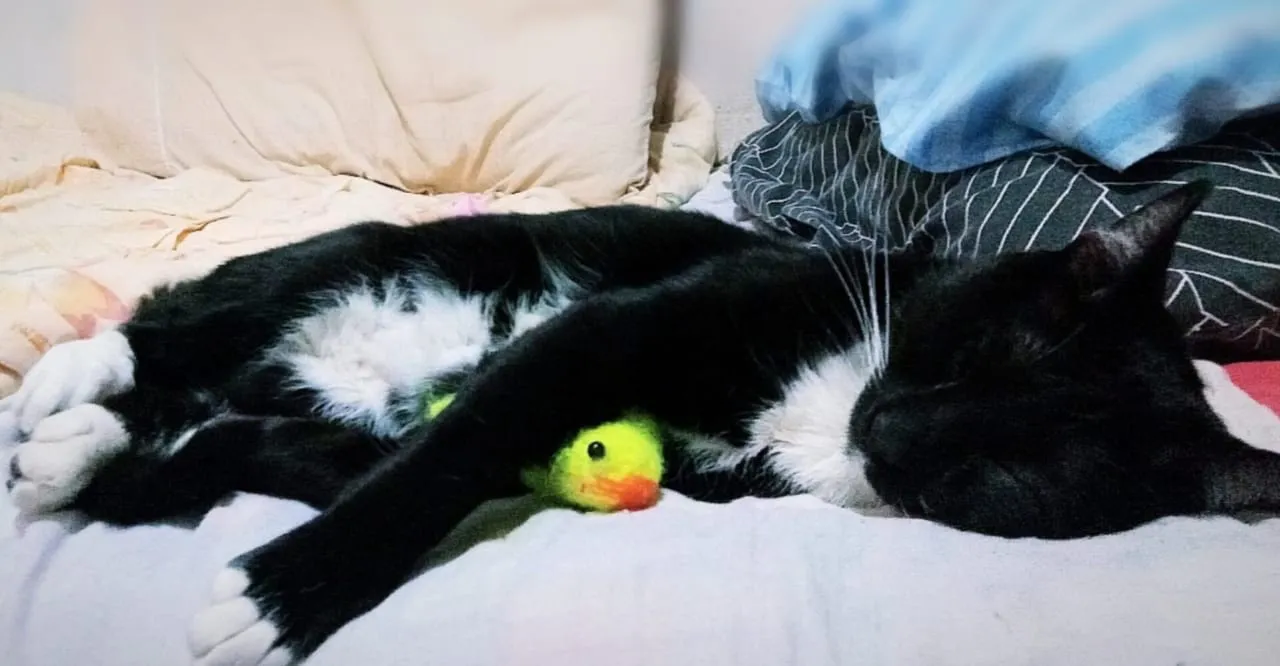 Gato