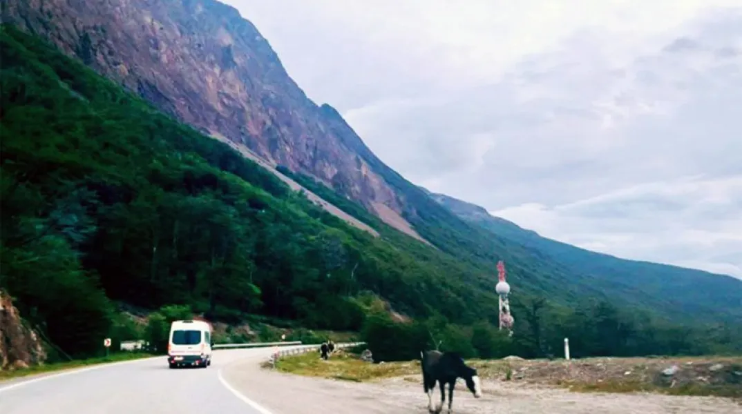 Caballos sueltos Ruta N°3