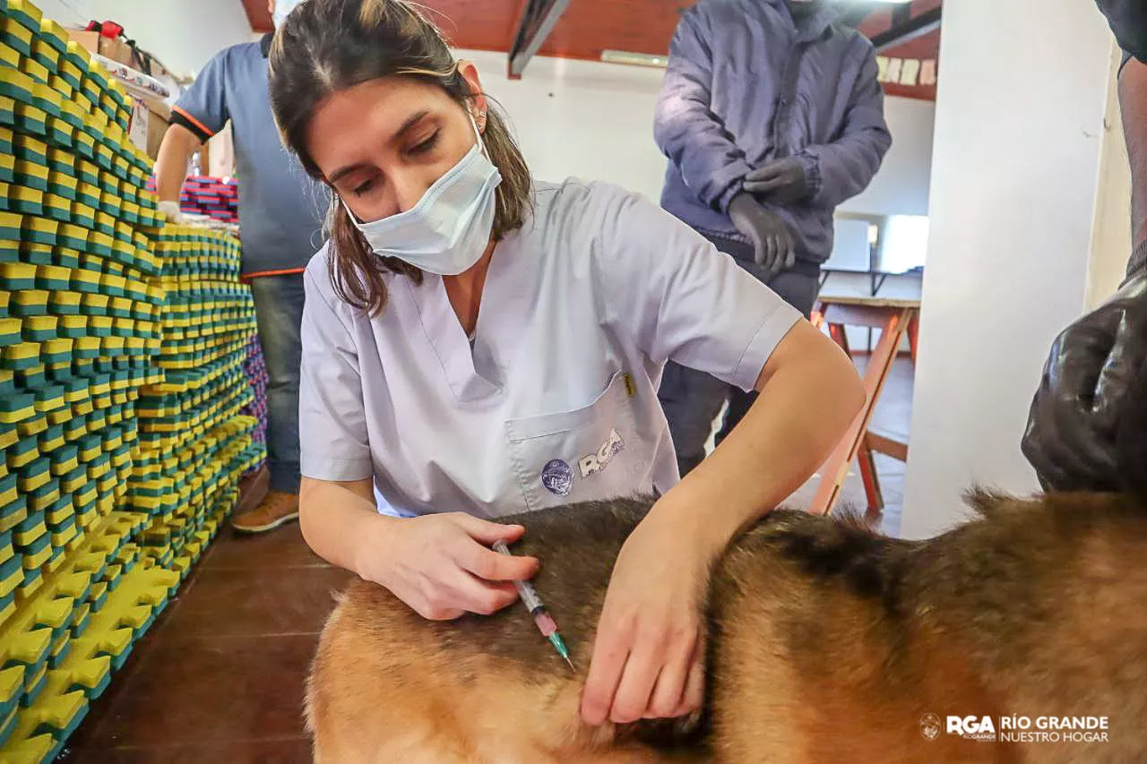 Campaña Vacunación Antirrábica