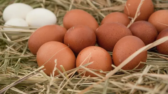 tipos-huevos-gallina-1jpg