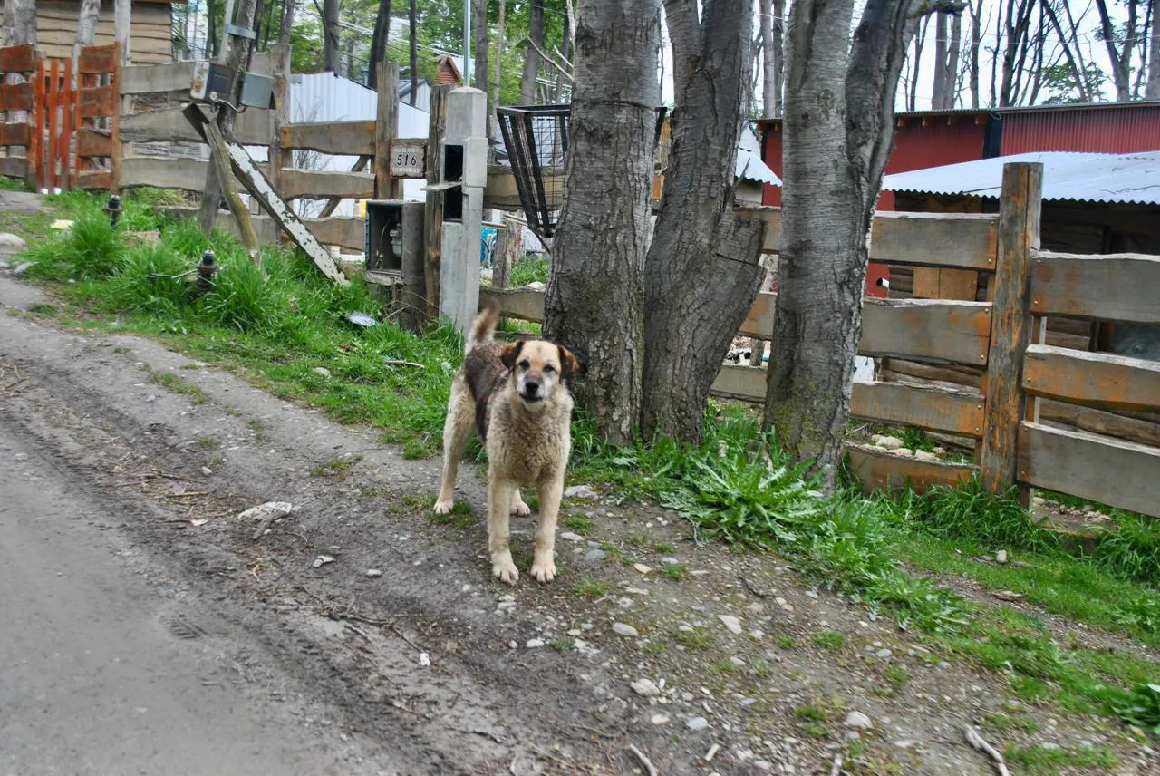 Relevamiento perros sueltos TDF
