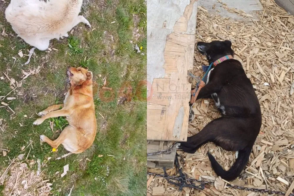 Envenenamiento de PERROS