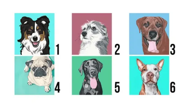 test-viral-perros-1png