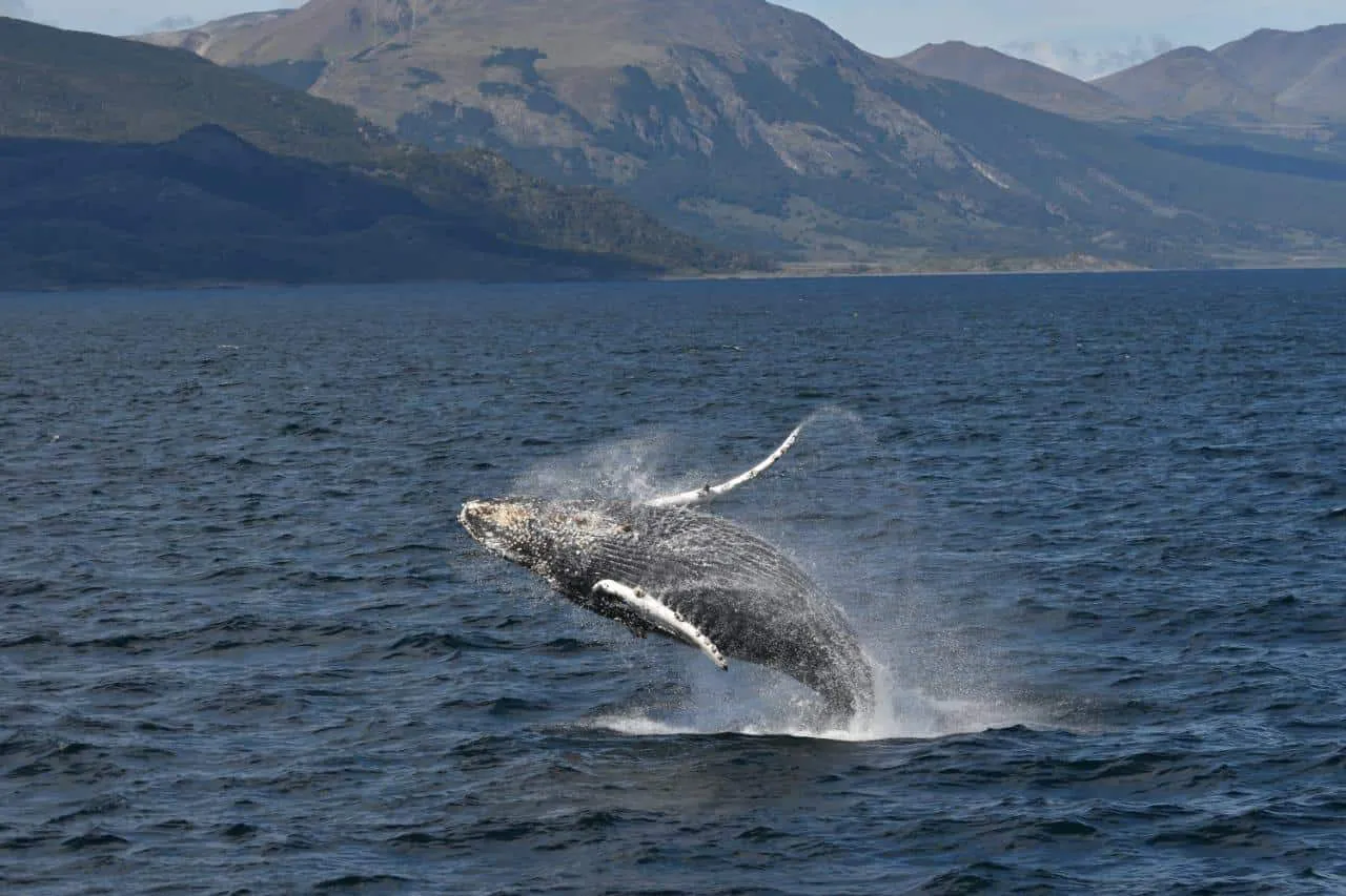 Ballenas en el Beagle