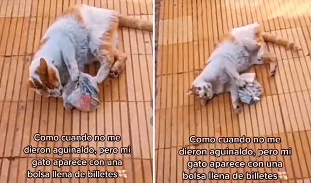 Gato dinero