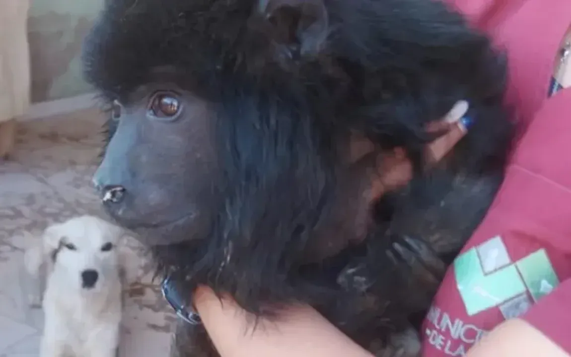 Monito Santa Cruz