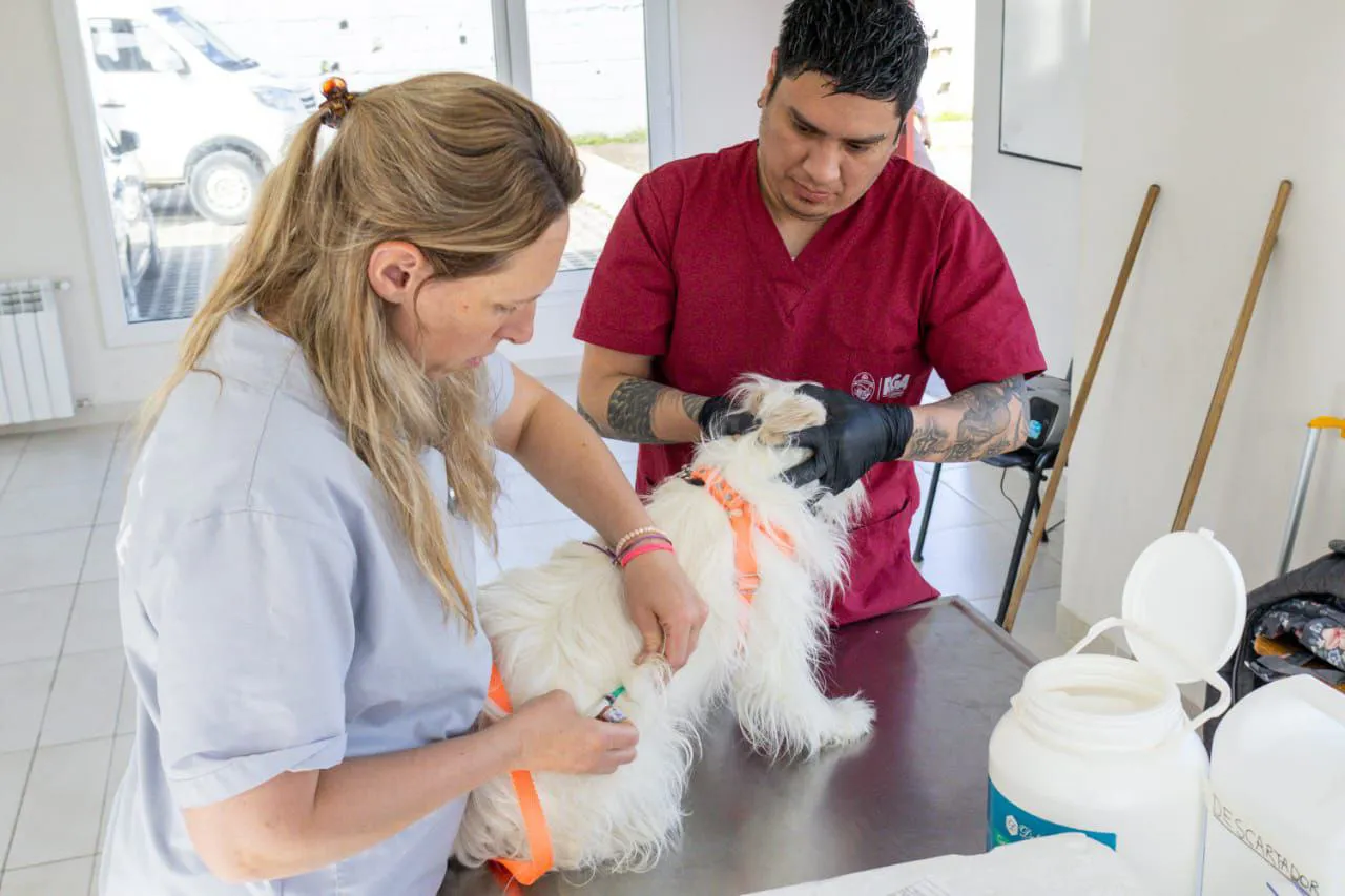 Jornada de vacunación y chipeo 