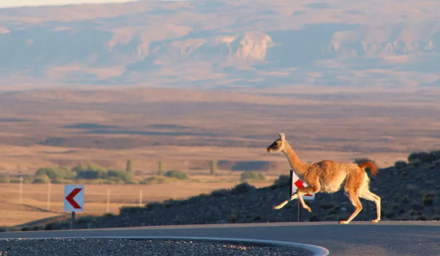 guanacos