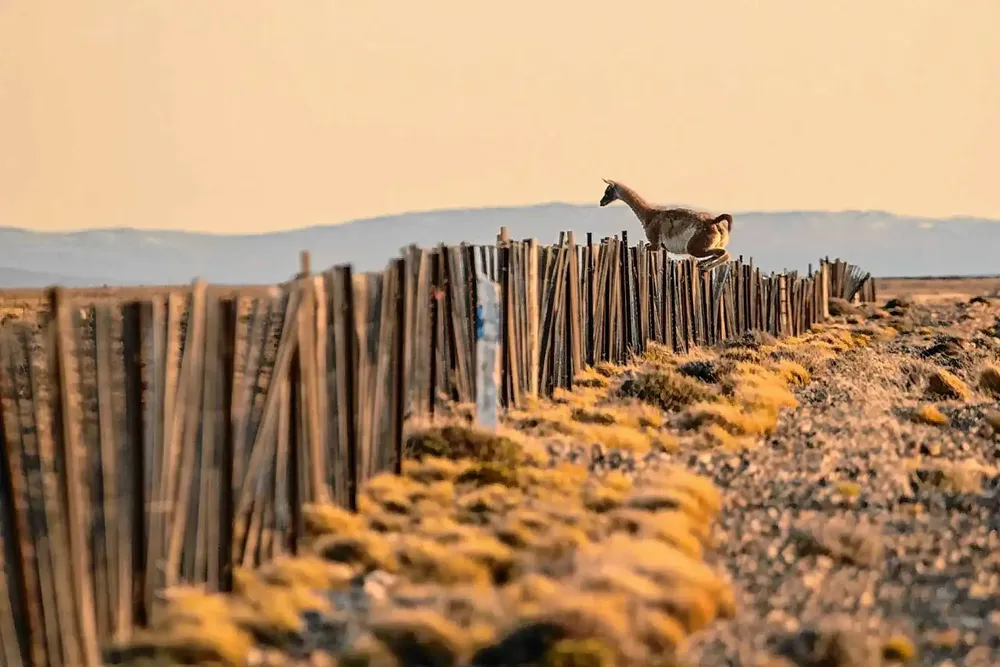 Guanacos