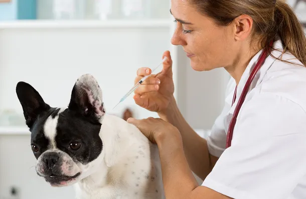 perro-veterinario