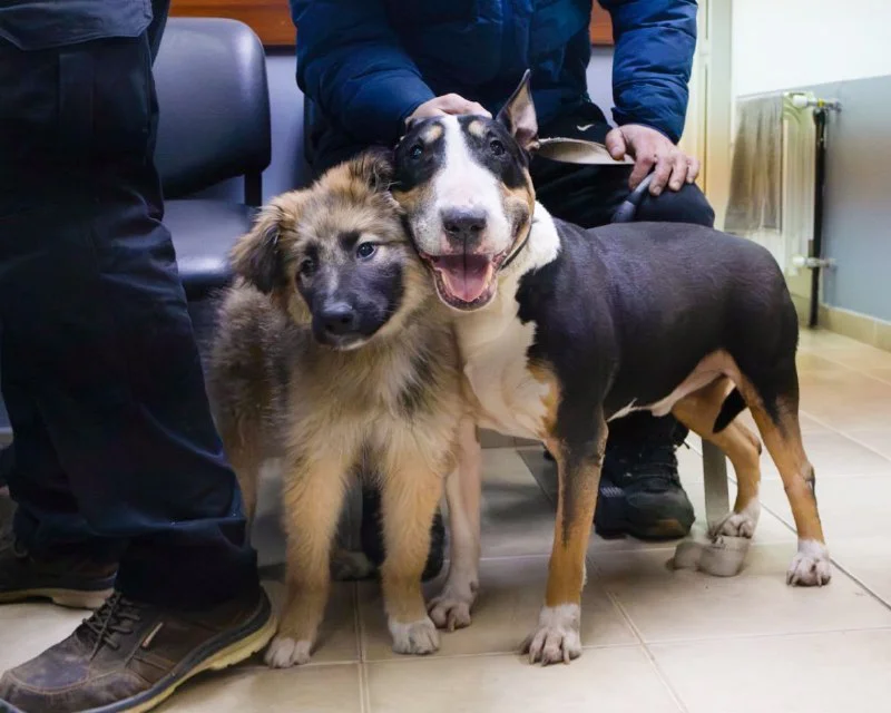 Perro castración