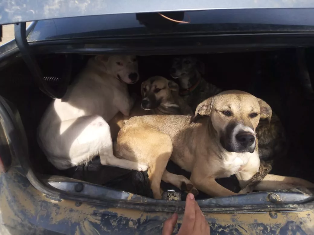 Perros Baúl