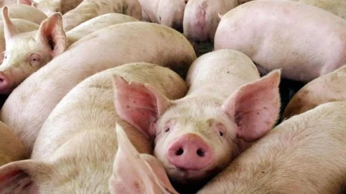 Triquinosis Chancho