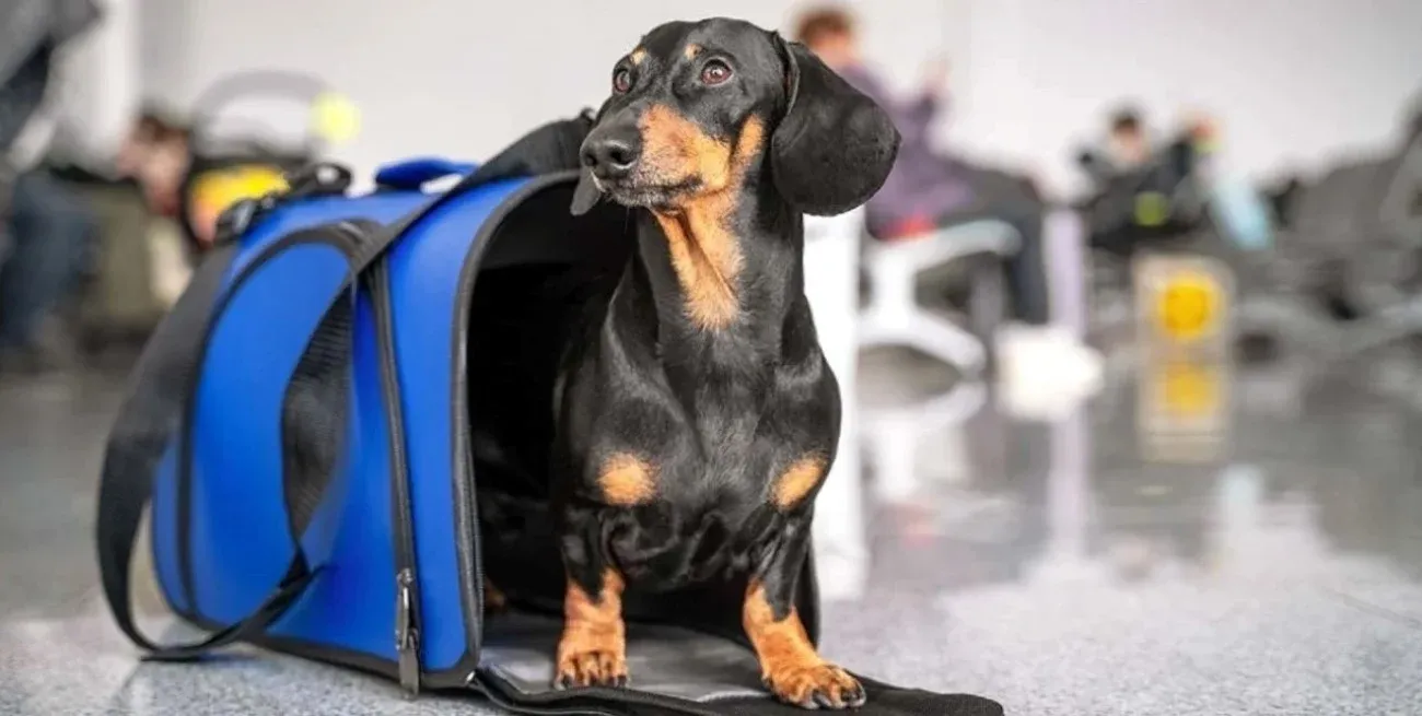 Mascotas viaje