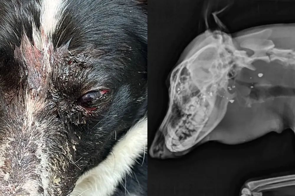 Maltraro animal en Tolhuin