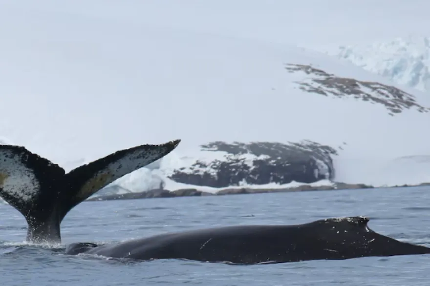 Ballenas antártida