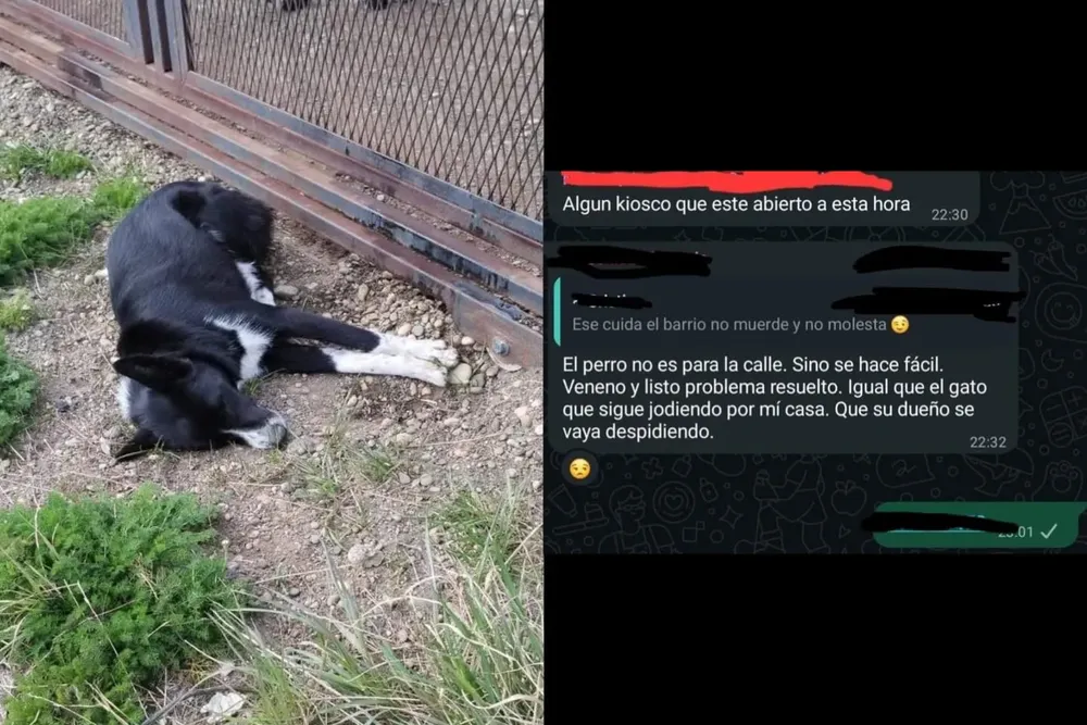 Envenenamiento de PERROS