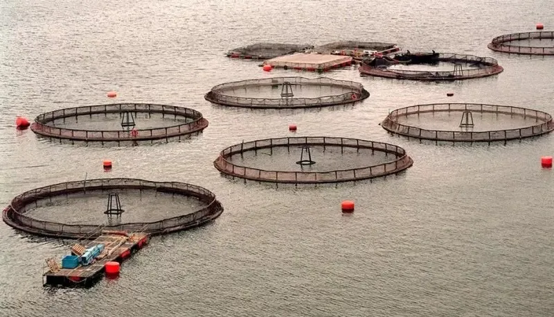 salmoneras